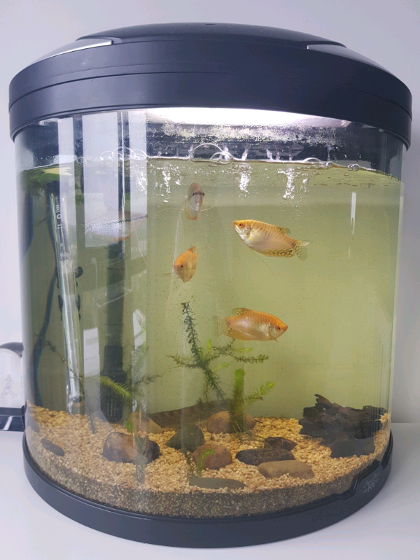 Fish tank 65L with fish NO LIGHTS in Newcastle, Tyne and Wear Gumtree