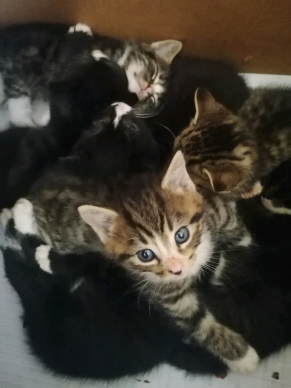 Beautiful Kitten, Tabbies and Tuxedo shorthaired kittens ragdoll X in Spalding, Lincolnshire