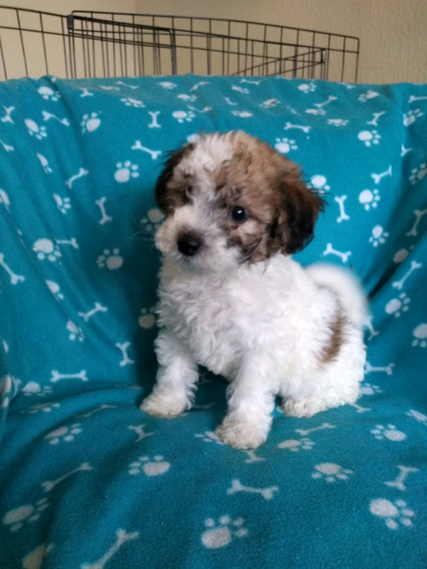ONLY POOCHON PUPPY IN SCOTLAND BICHON FRISE MINIATURE POODLE in Prestonpans, East Lothian