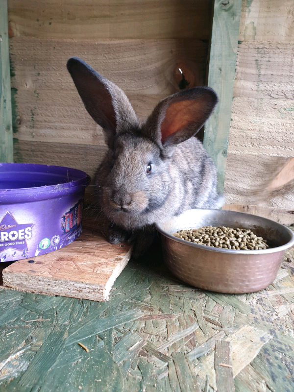 solid pine tallboy/chest of drawers in norwich, norfolk