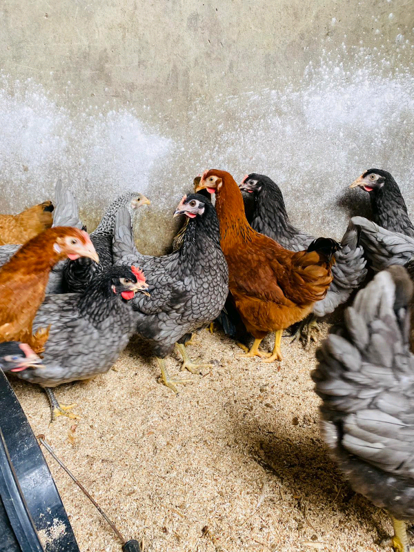 Hens for sale chickens poultry bantams in Portadown, County Armagh