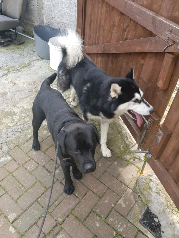 Dogs for rehome in Rosyth, Fife Gumtree