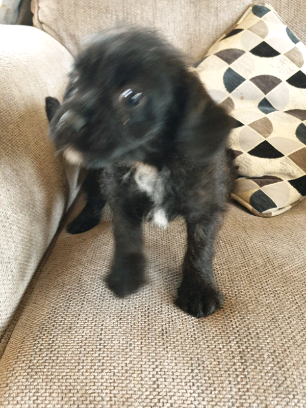 French boodle puppies ready now in Sheffield, South Yorkshire Gumtree