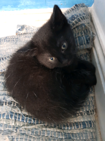 Kittens in Norwich, Norfolk | Cats & Kittens for Sale - Gumtree