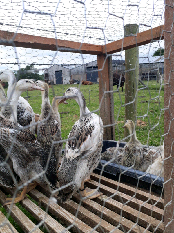 Indian runner ducks for sale hens chickens poultry bantams | in