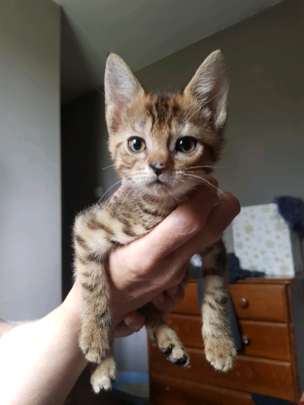 Maine Coon Cross Beautiful Kittens In Southport Merseyside Gumtree