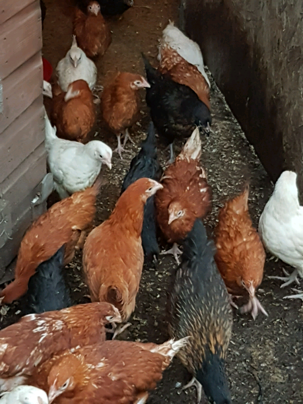 Hens point of lay chickens Layers pullets Leghorn in Perth, Perth and Kinross Gumtree