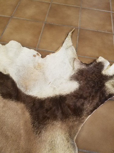 African Gemsbok Hide Tail Orix Taxidermy Mount Tanned Fur Crafts Log Cabin Decor