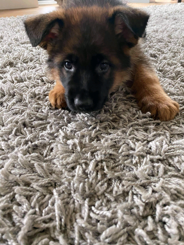 Straight backed KC Registered German Shepherd Puppies | in Craigavon ...