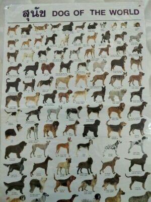 1 X DOG of THE WORLD Poster Thai - English Learning  Post Chart Learning Skills