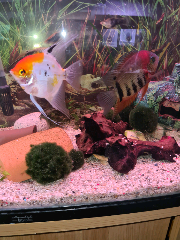 Tropical fish in Christchurch, Dorset Gumtree