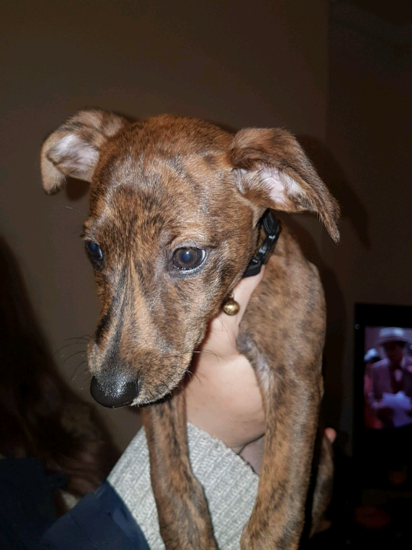 Patterdale cross whippet in Hartlepool, County Durham Gumtree
