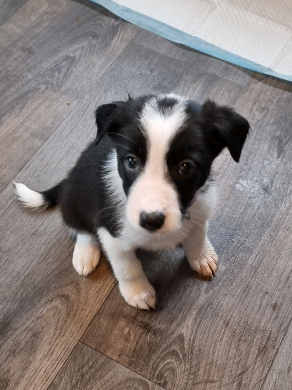 Collie pups for sale in Annan, Dumfries and Galloway Gumtree