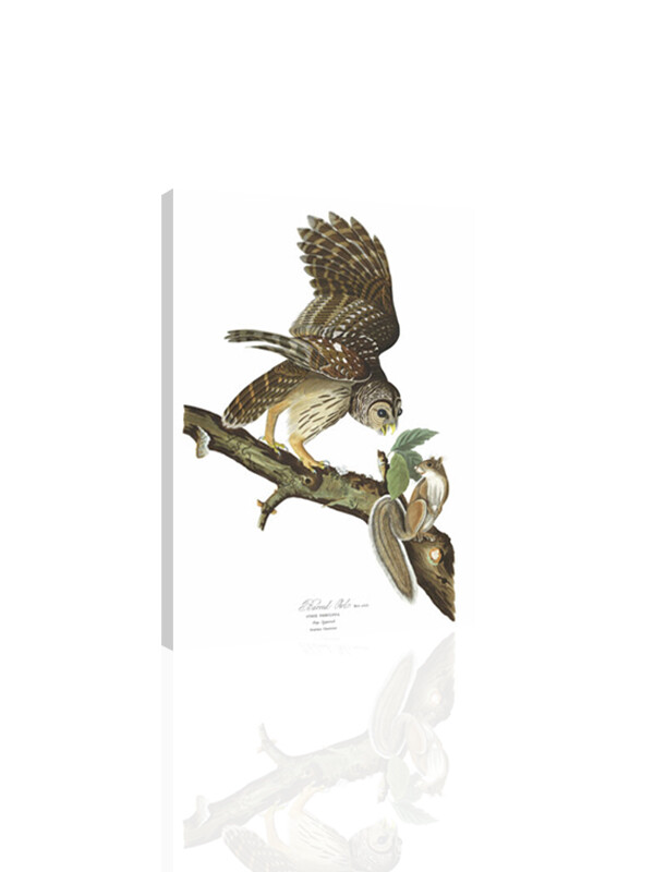 Barred Owl, Audubon   - CANVAS OR PRINT WALL ART
