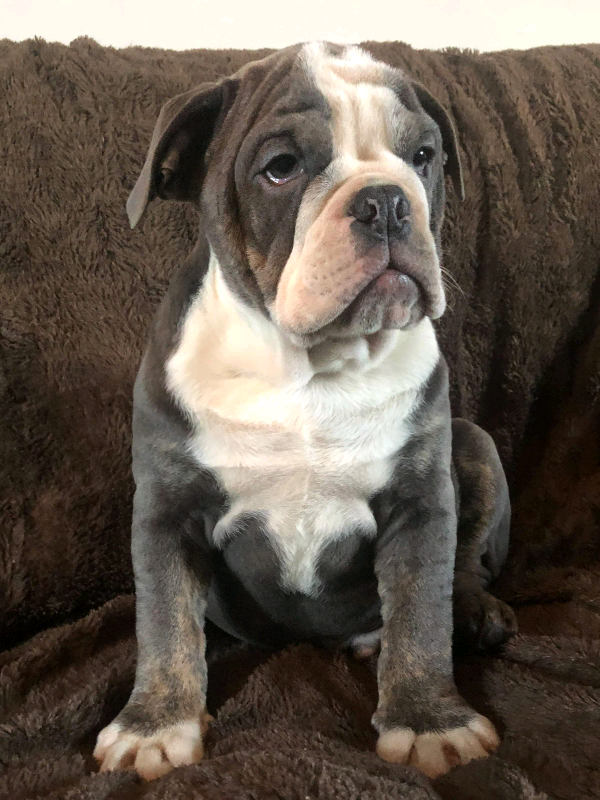 Olde English Bulldogs. in Whitby, North Yorkshire Gumtree