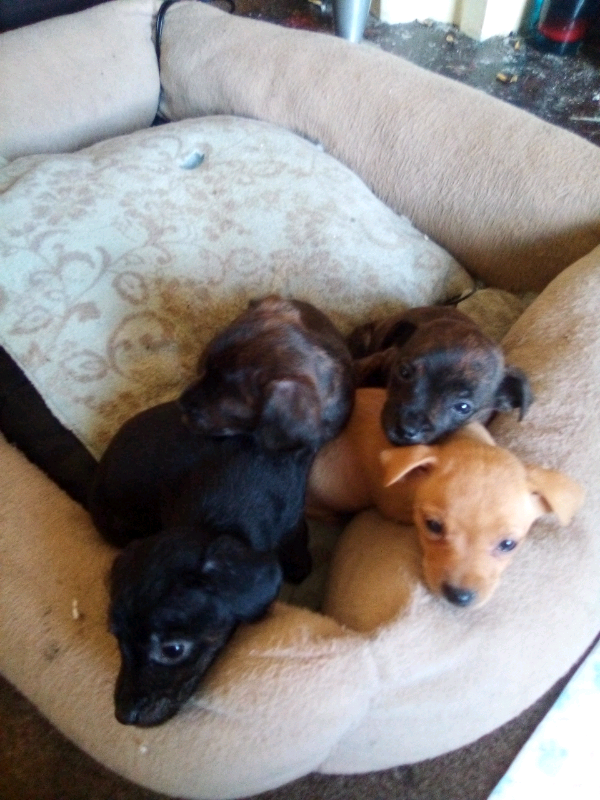Puppies in Houghton Le Spring, Tyne and Wear Gumtree