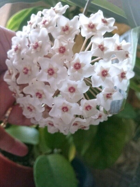 Advanced Wax Plant (Hoya fungii) - 140mm Pot | Plants | Gumtree