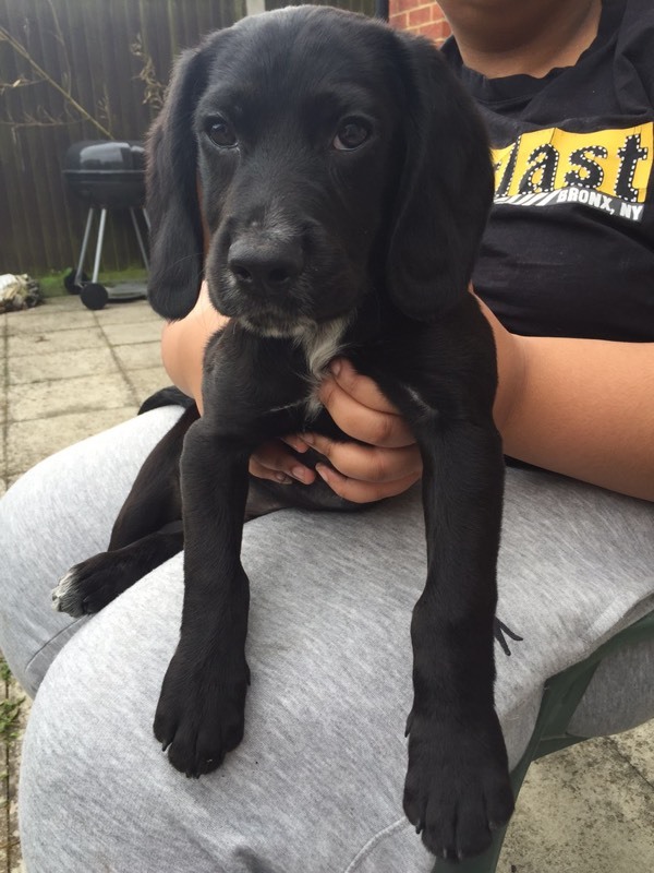 Beagle cocker spaniel cross for sale in Rochester, Kent Gumtree