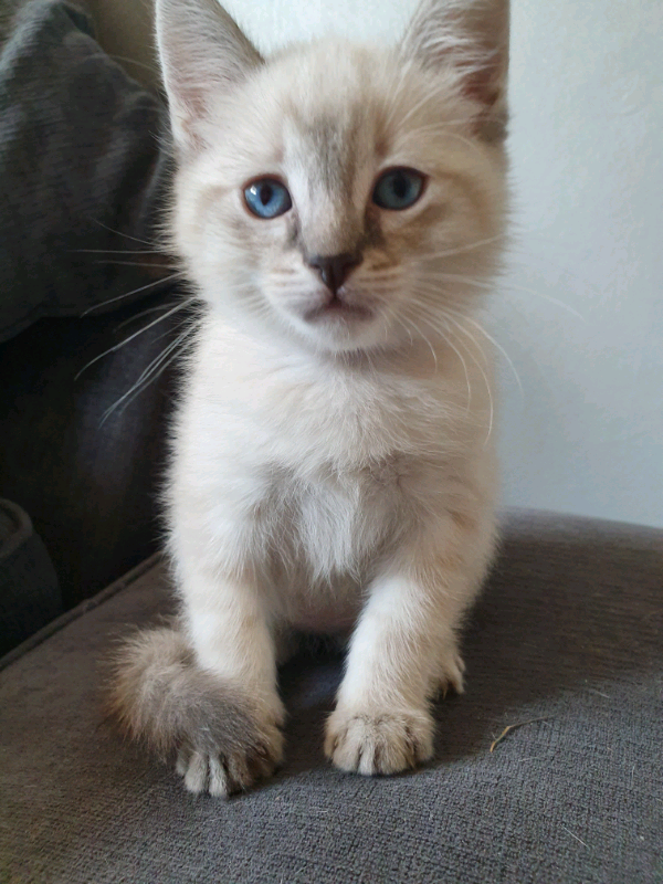 Ragdoll cross female kitten knightswood glasgow in Jordanhill