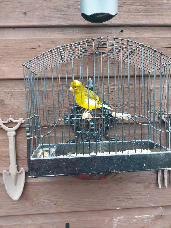 Fife Fancy Canary's in Larkhall, South Lanarkshire Gumtree