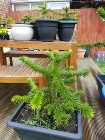 Monkey puzzle tree | Plants & Flowers for Sale - Gumtree