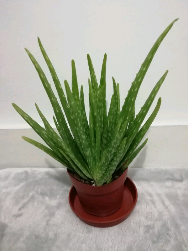 Aloe Vera Plant In West Hampstead London Gumtree