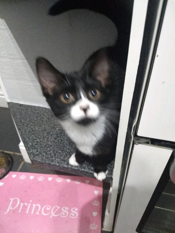 12 week old kitten | in Hessle, East Yorkshire | Gumtree