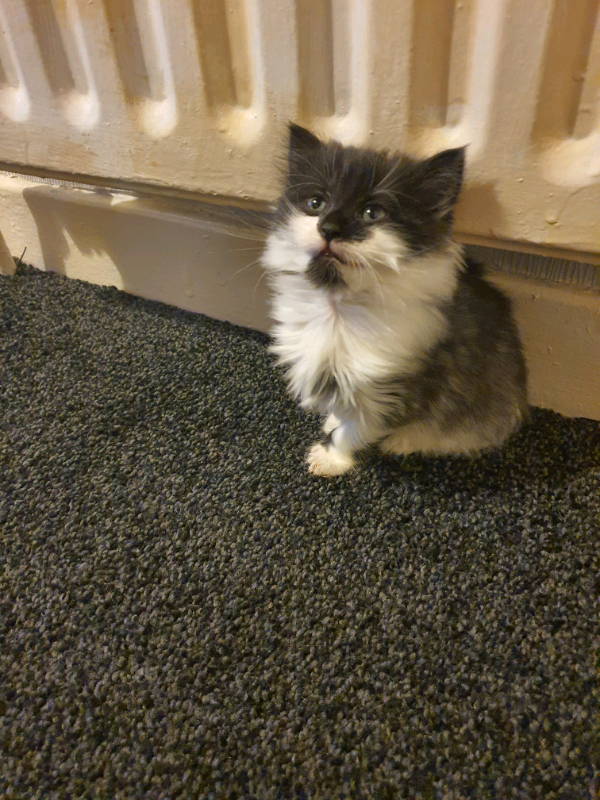 Kitten In Sutton Coldfield West Midlands Gumtree