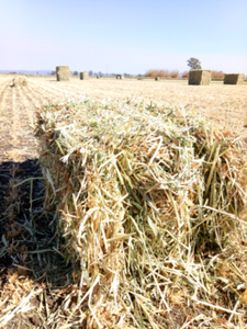 barley lucerne beardless