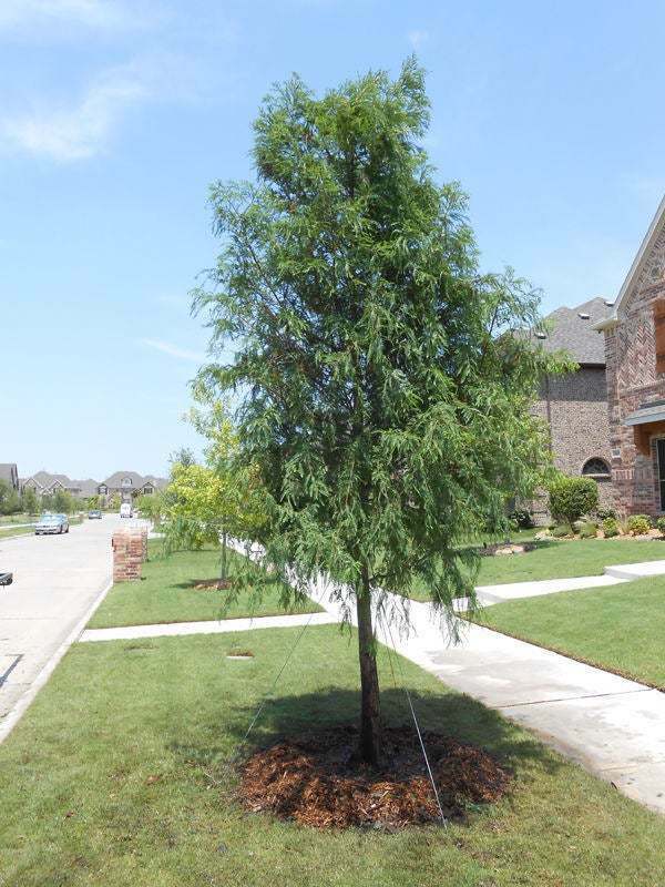 Bald Cypress Tree, Quart Pot, 18-24