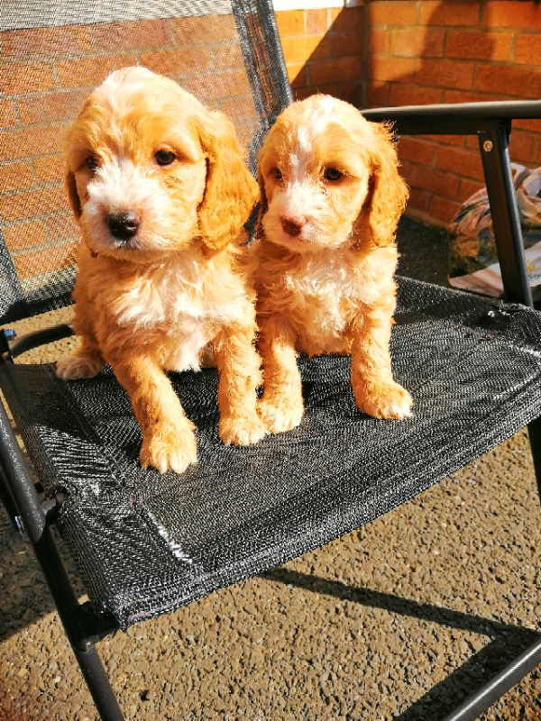 F1 Toy cockapoo puppies | in Bedlington, Northumberland | Gumtree