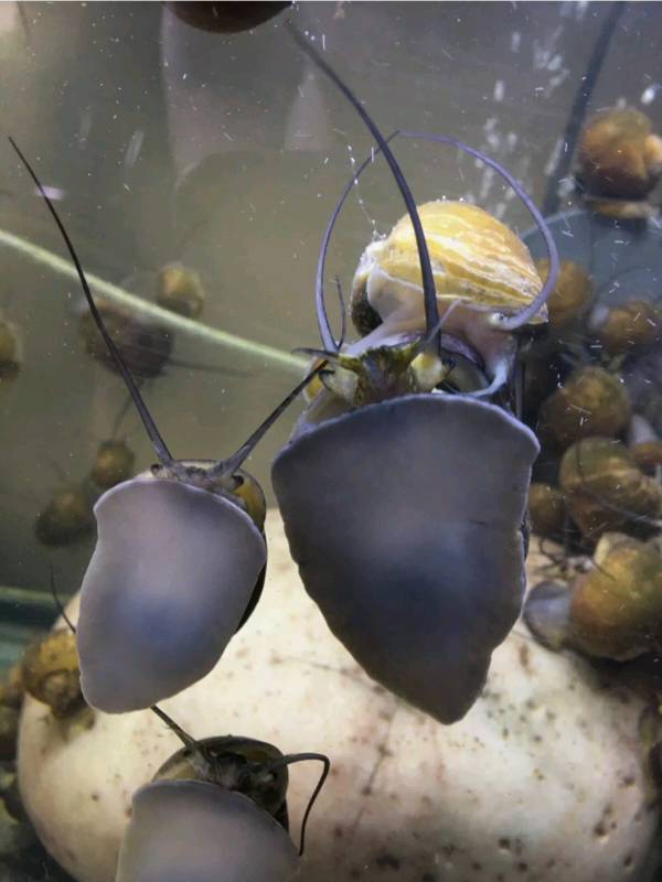 Large tropical fish tank snails. in Bedford, Bedfordshire Gumtree