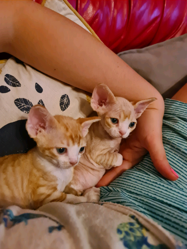 Devon Rex Kittens for sale in KirkbyinAshfield, Nottinghamshire Gumtree