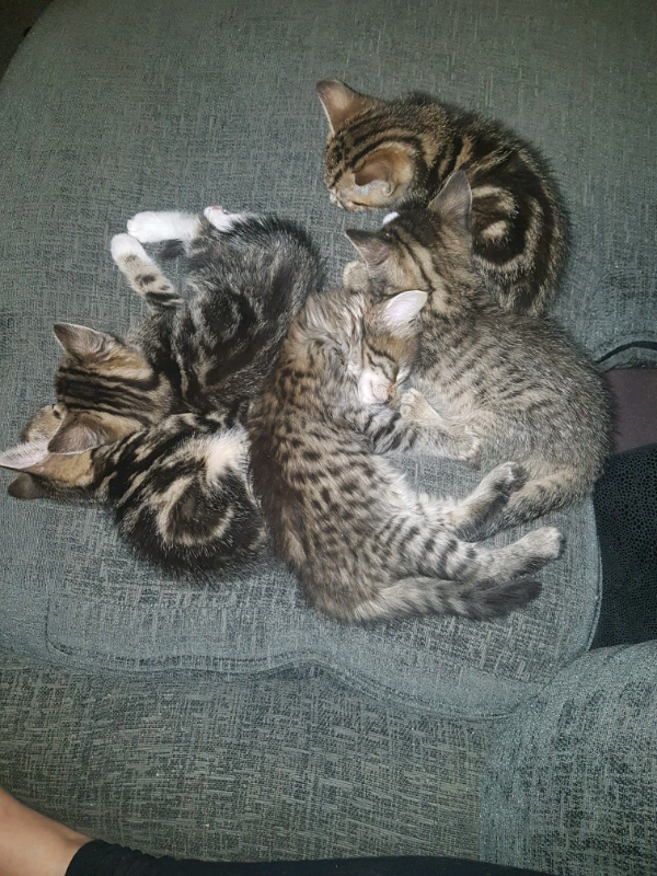 Tabby x Bengal kittens in Torpoint, Cornwall Gumtree