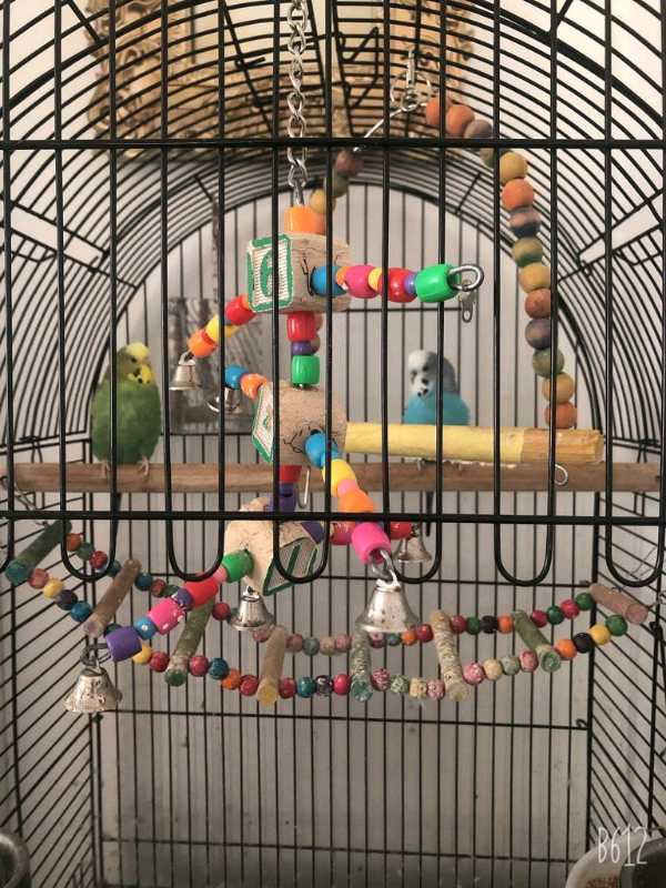 2 Budgies + Cage in Lambeth, London Gumtree