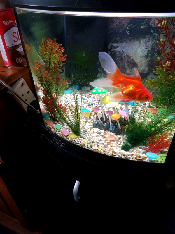 Fish Tank Completed