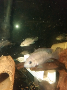 Green terror juvies fish for sale. Discount on multiple ...