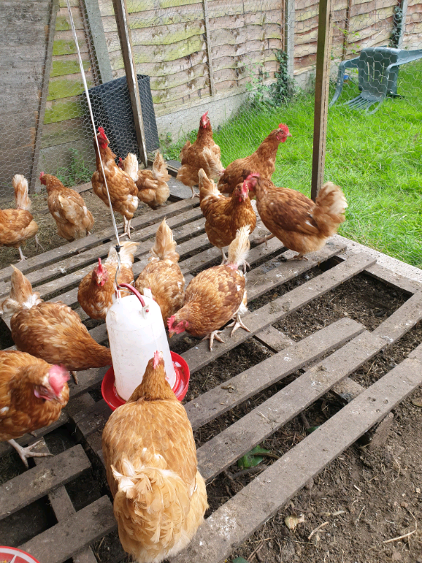 Hens chickens for sale in Harrow, London Gumtree