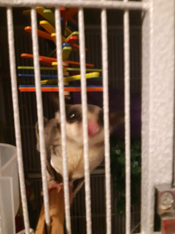 Pair of male sugar gliders for rehoming in Clowne, Derbyshire Gumtree