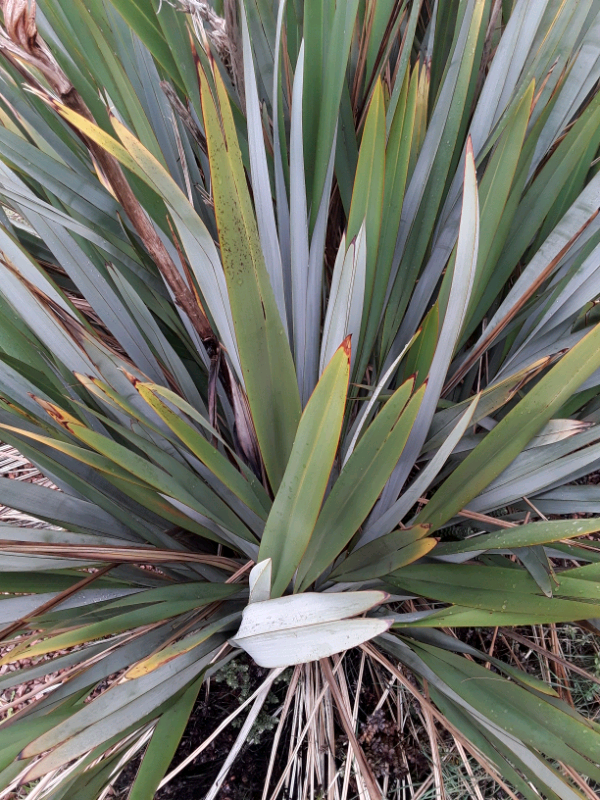 huge phormium tenax FLAX plant for sale approx 8ft and thick in