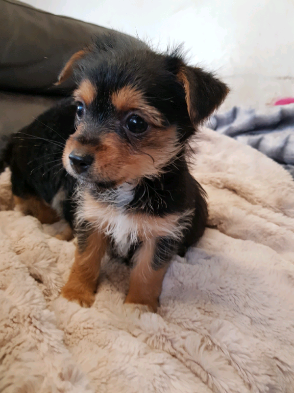 Miniature Jack Russell in Newton Abbot, Devon Gumtree