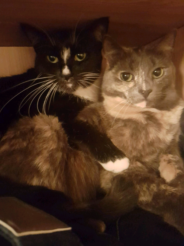 2 female cats in Uddingston, Glasgow Gumtree