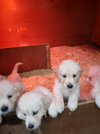 Thinking Of Getting A New Puppy Here Is What You Need To Knowispca