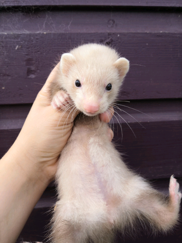 Ferret kits in Dover, Kent Gumtree