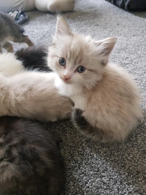 Beautiful Bengal X Ragdoll kitten SOLD in Leicester, Leicestershire
