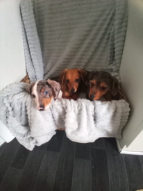 Dachshund X Dogs Puppies For Sale Gumtree