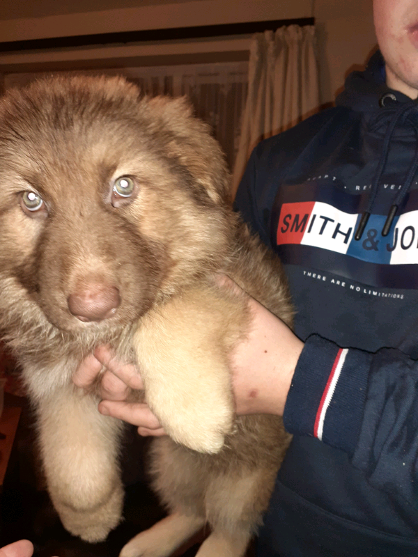 3 Left 10 Kc Reg German Shepherd Puppies Ready Now In St