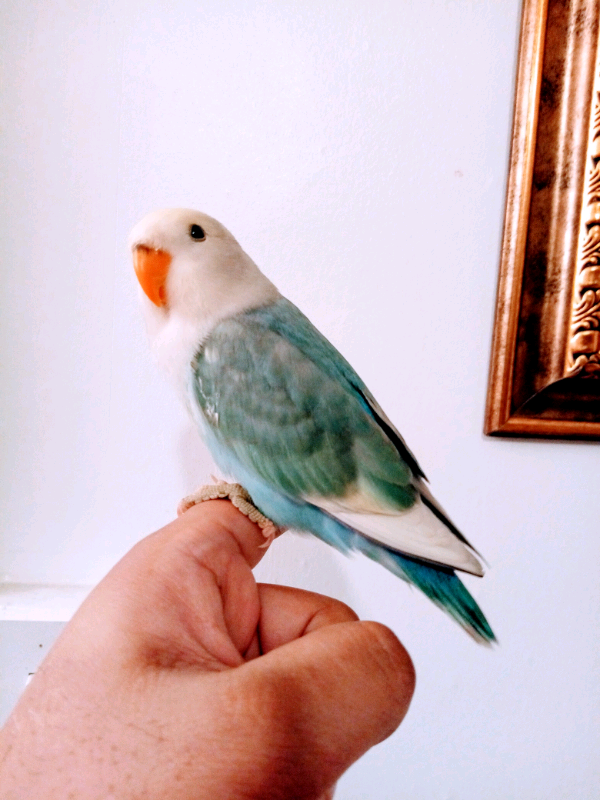 Turquoise Opaline Lovebird Noah (Tamed) Rehome & Budgies in Richmond
