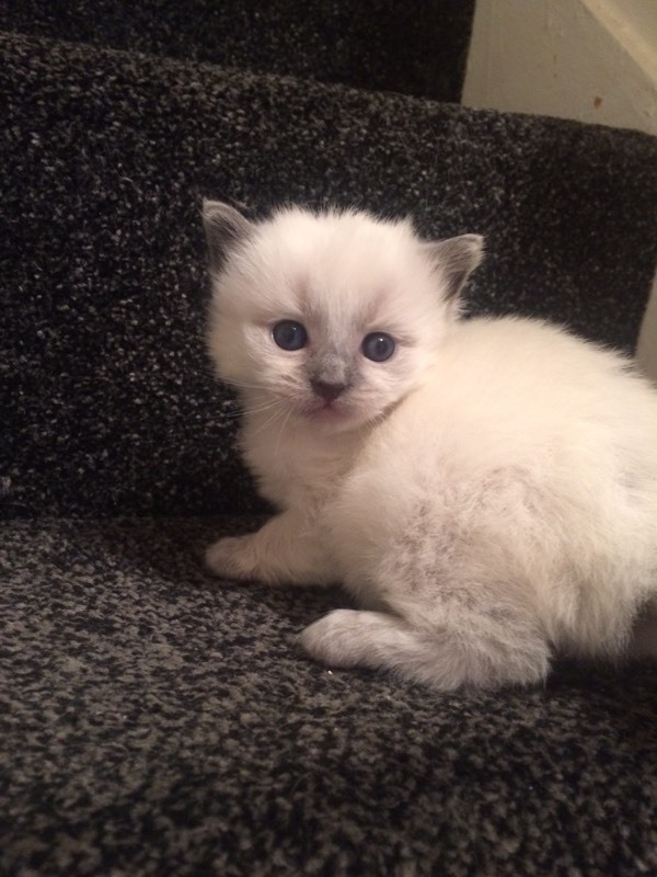 Ragdoll X Russian blue kittens for sale in Derby, Derbyshire Gumtree