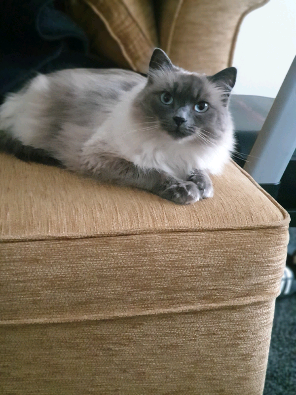 Ragdoll cat for sale in East End, Glasgow Gumtree